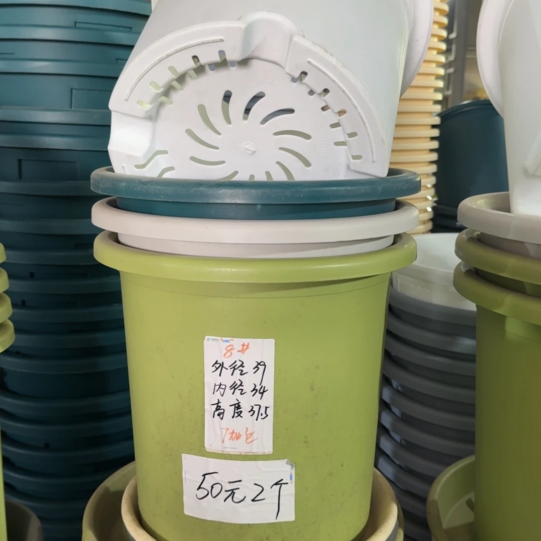 四季8号无拖果绿3个