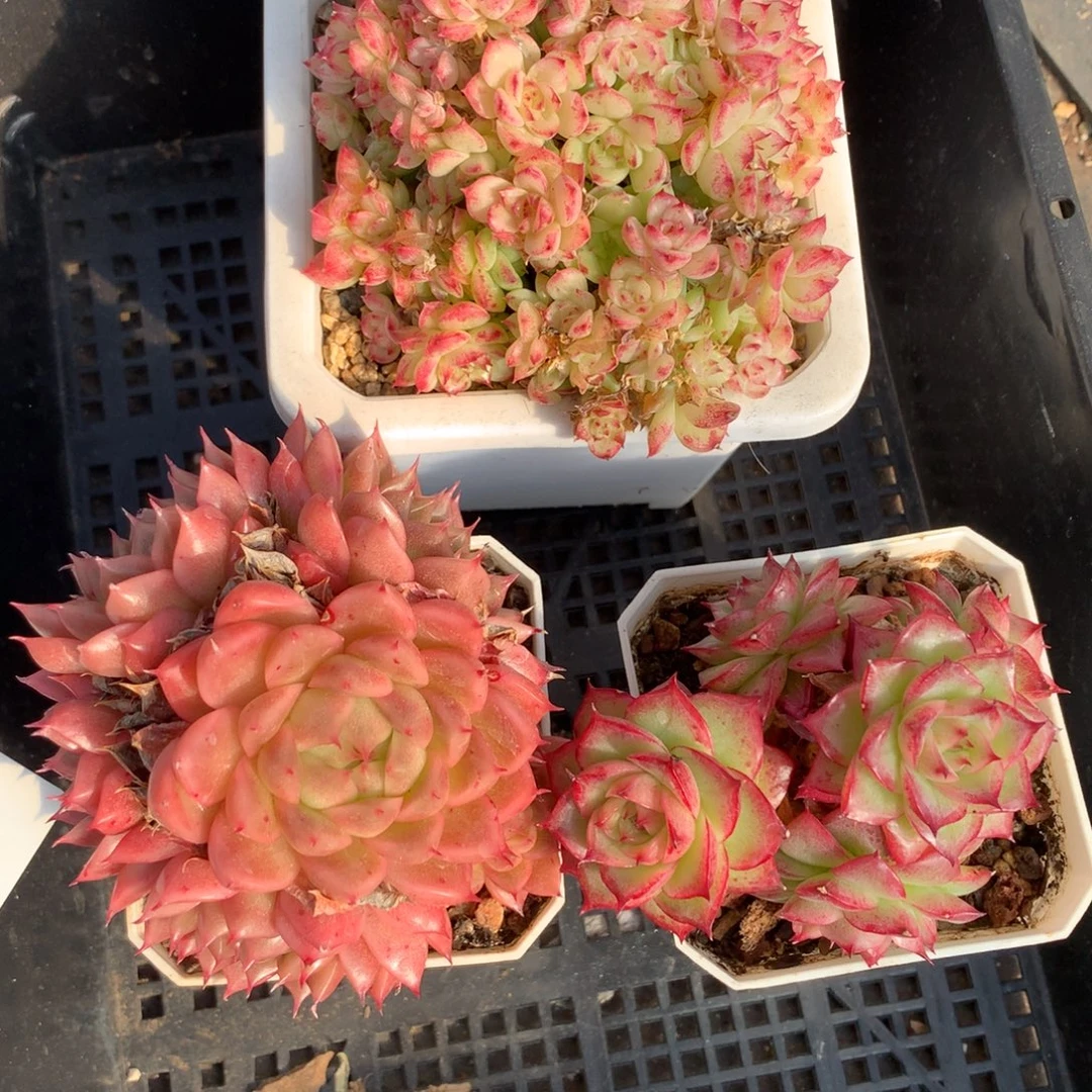 1129-29 套餐一组