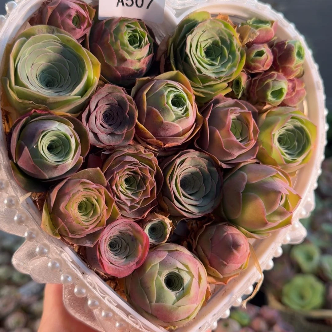 樱**舞A507 亚克力花盒玫瑰组合