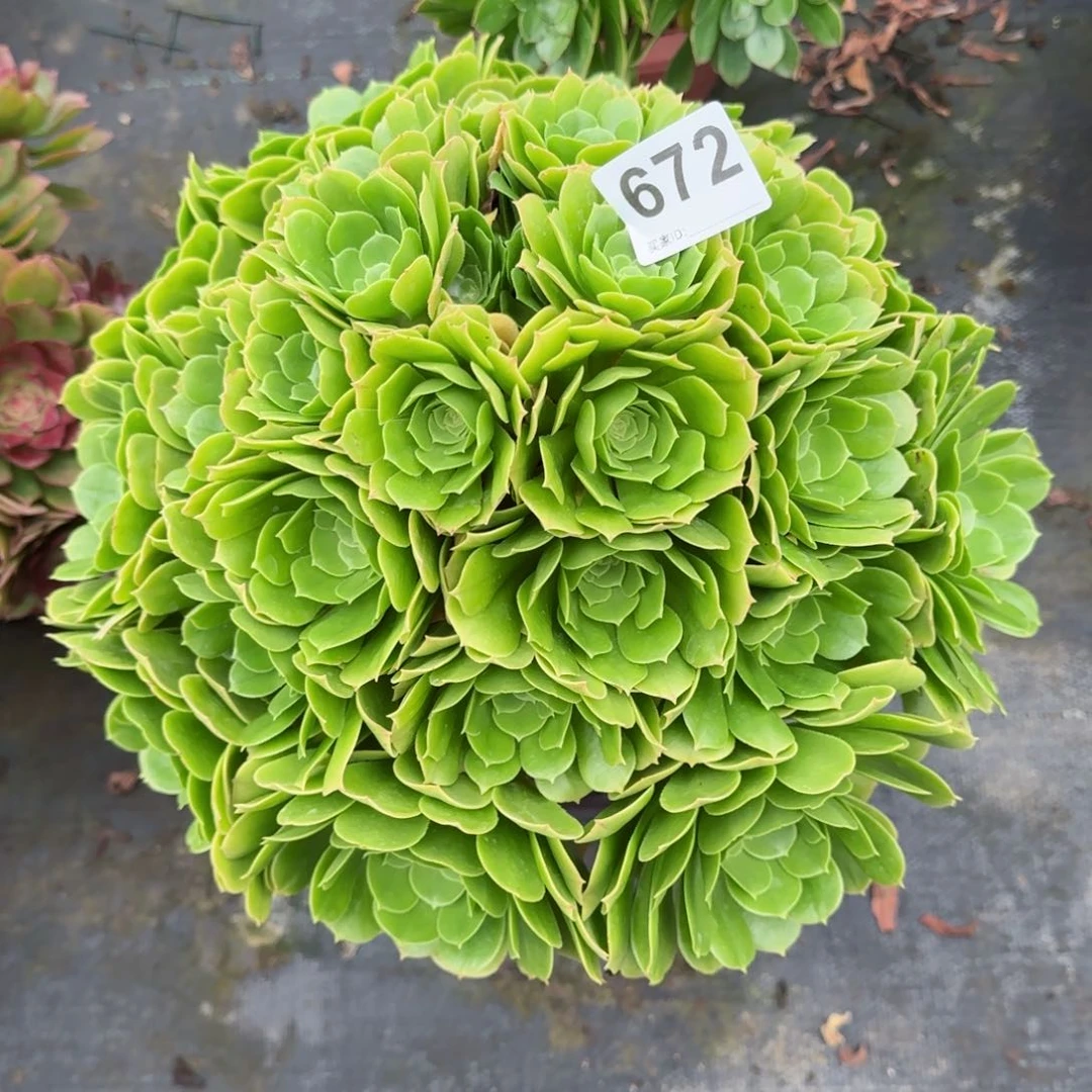 手****?672多肉植物绿羊绒