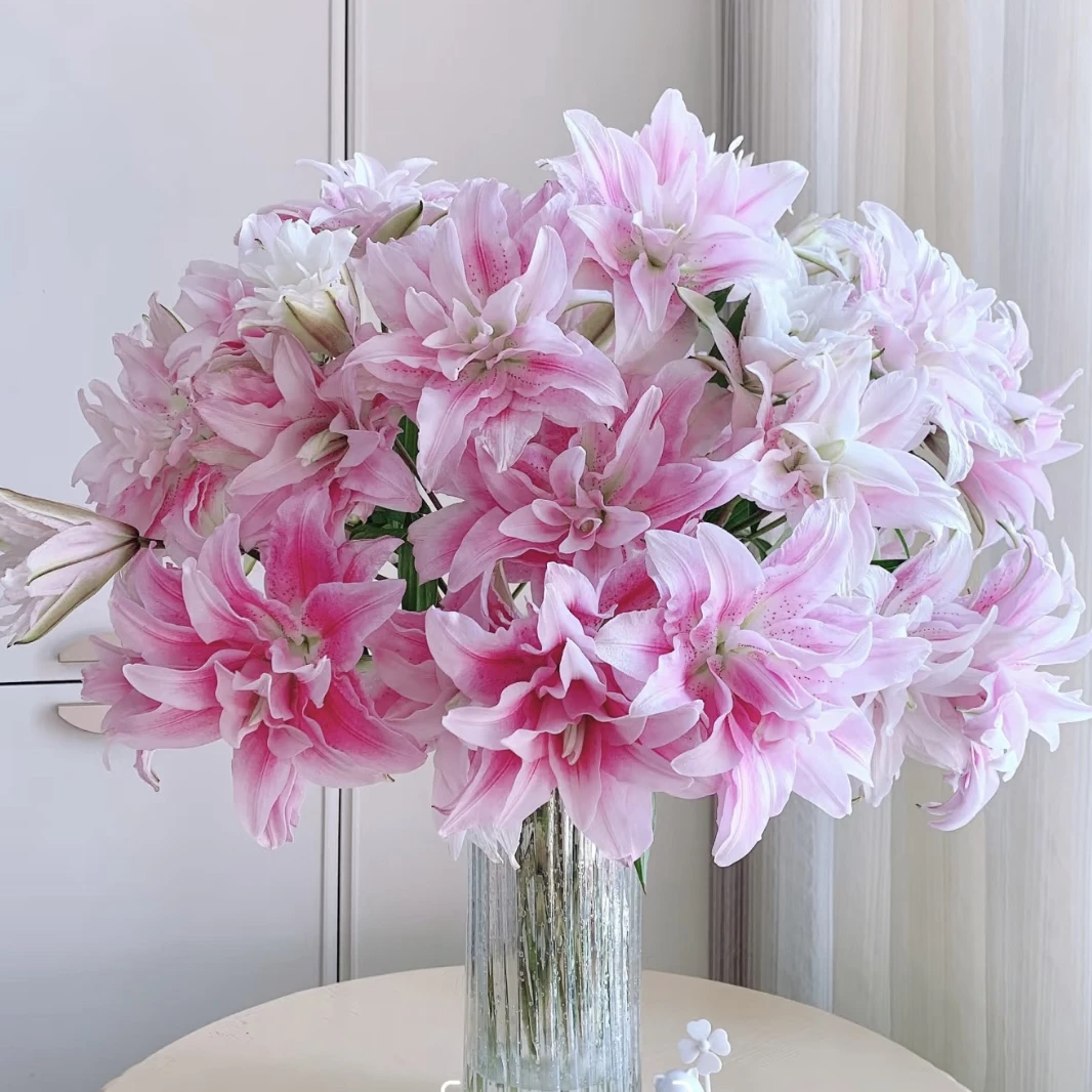 【伊莎贝拉】重瓣伊莎贝拉粉香水百合家用切花新鲜花卉百合花