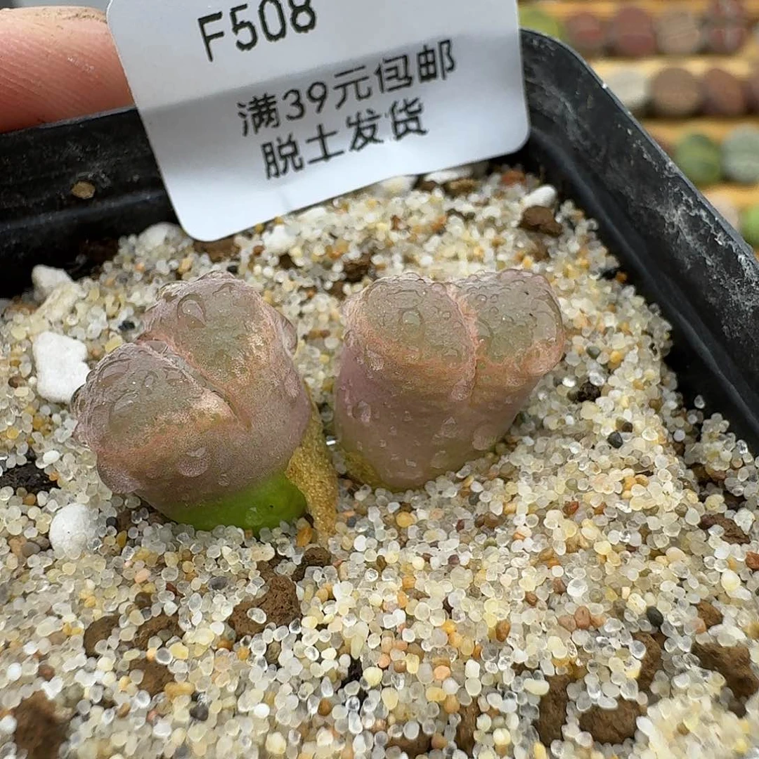 508多肉哈哈哈哈哈哈哈