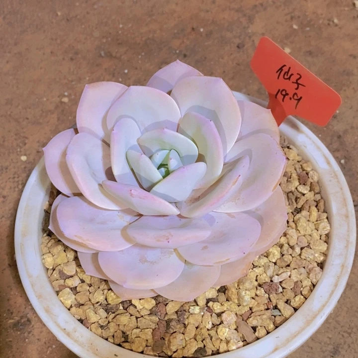 我要做自己爱你做最