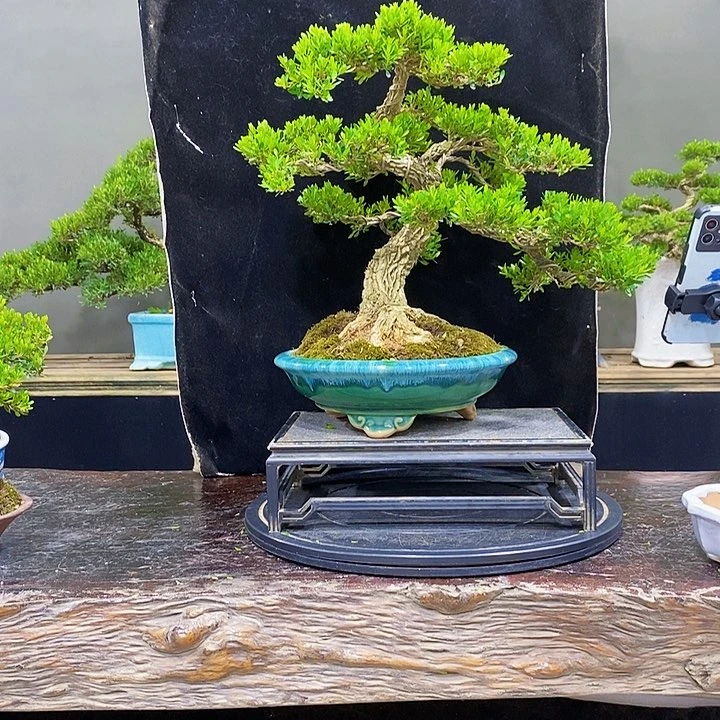无花朵黄杨盆景四季常青