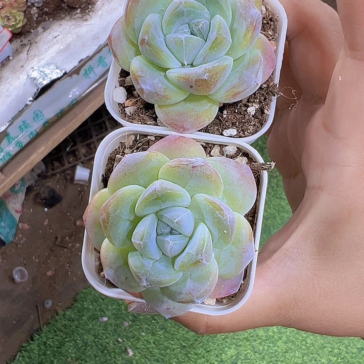 紫心冰玉2盆19包邮多肉