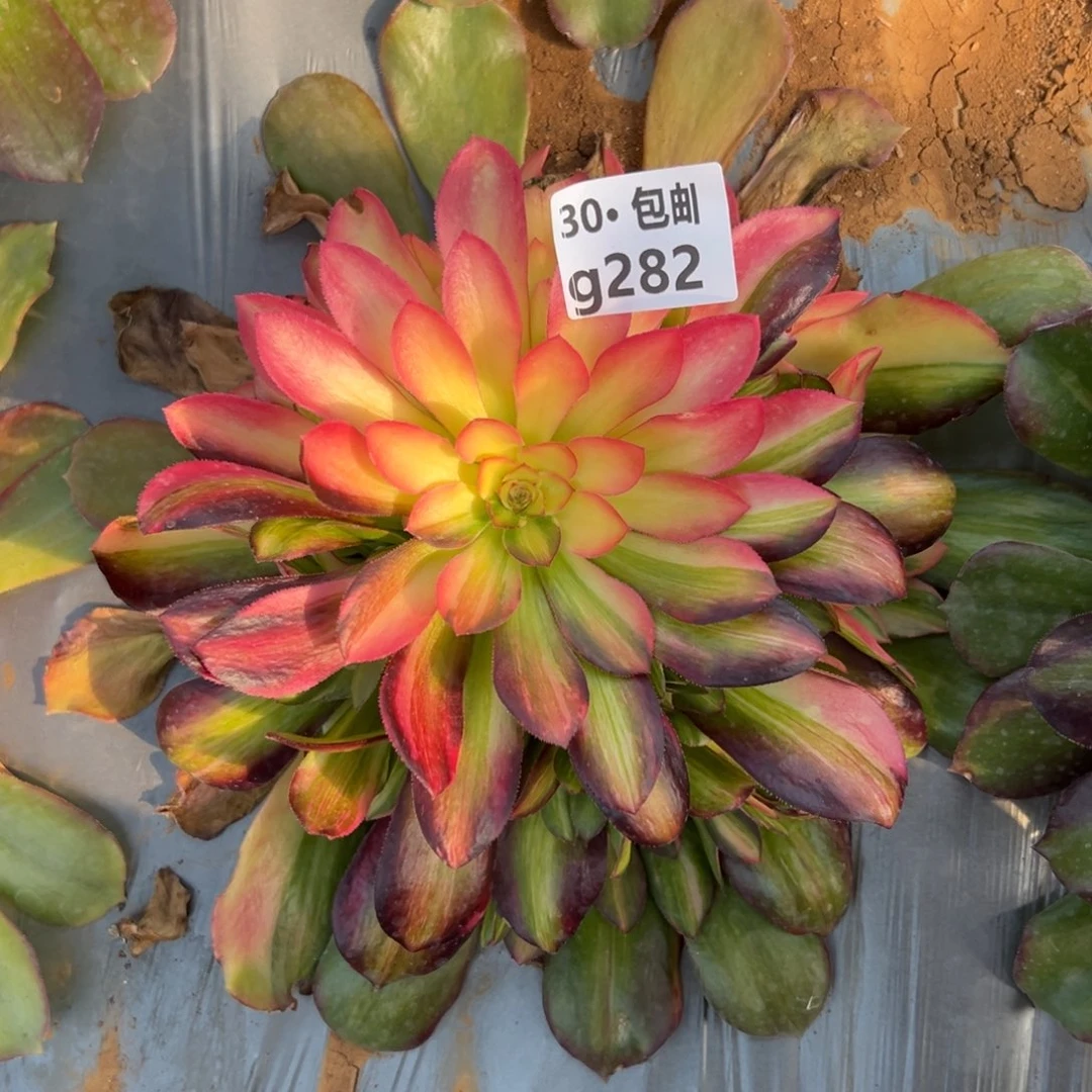 282七彩阴阳多肉法师