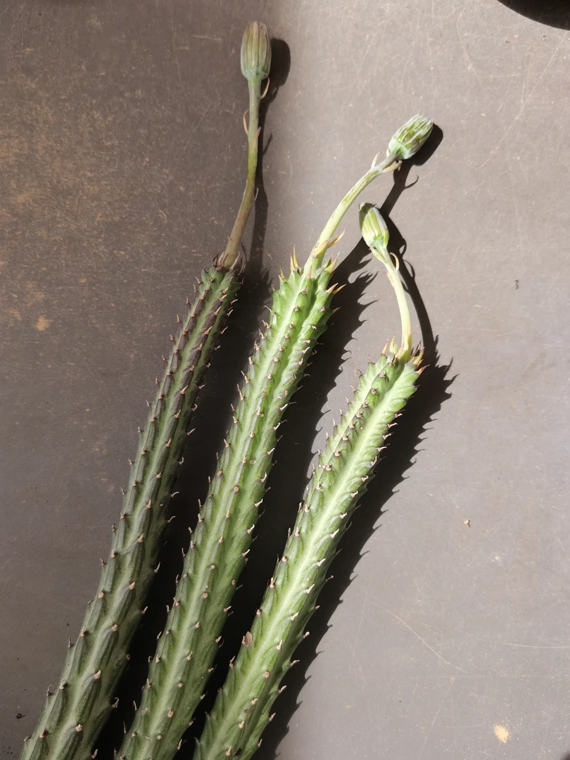 虚空藏稀有贵货（不带花苞）多肉植物裸根1颗
