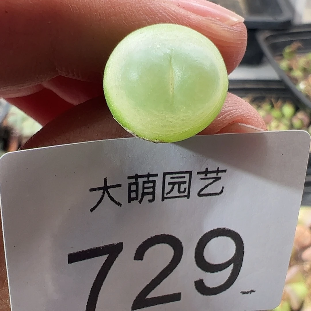一物一拍脱土发。    729