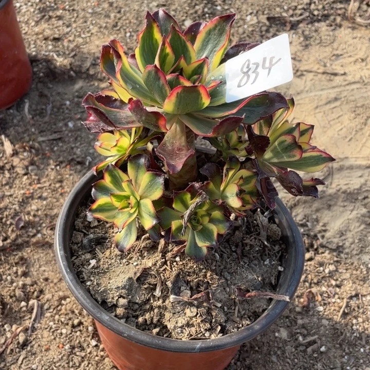 静****法师植物魅影法师834