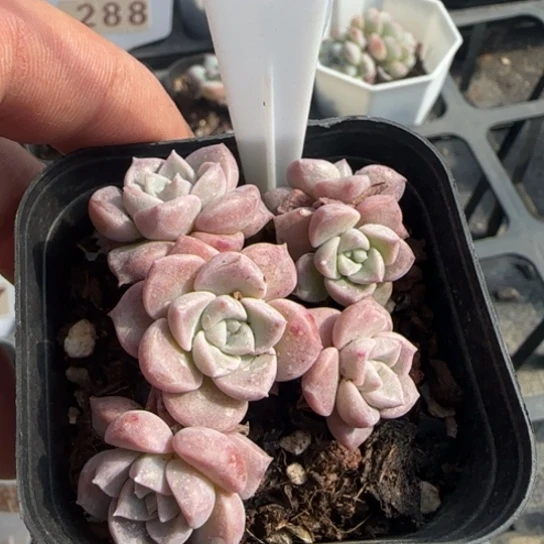 298粉斑点一物一拍多肉