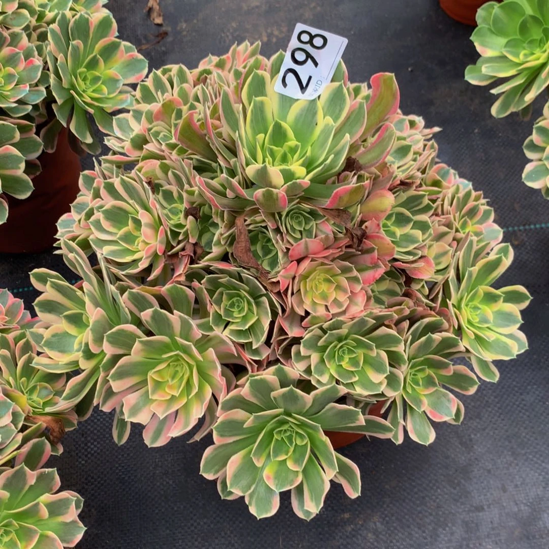 用***莲法师多肉植物298七彩石