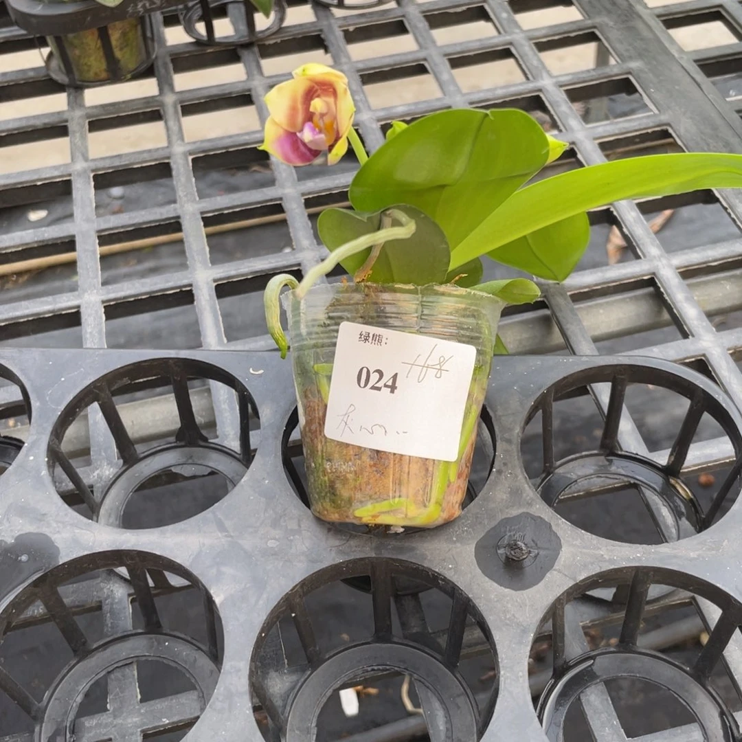 完全开放024，灰心专拍