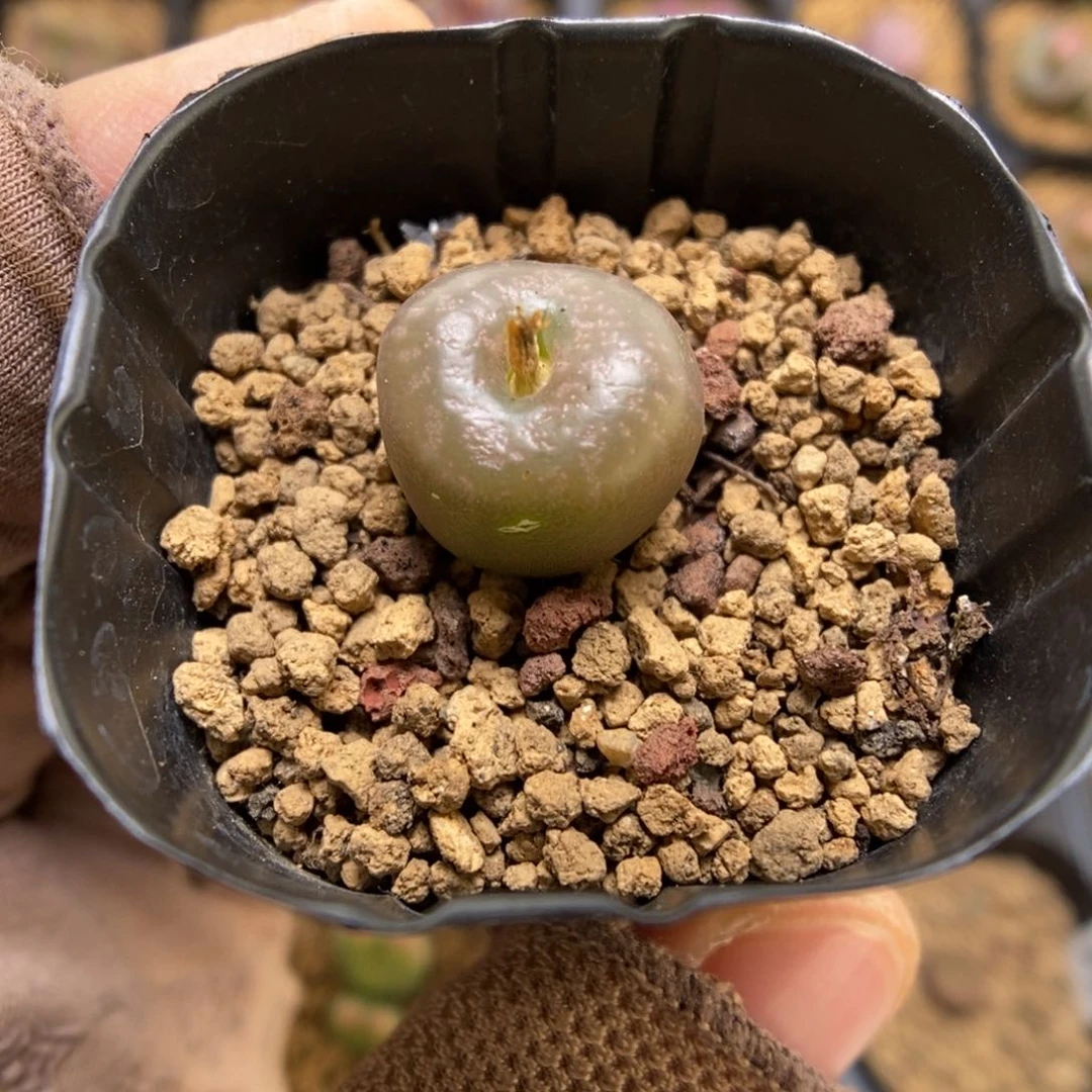 多肉植物肉锥杂交K-3529 毛杂铜壶
