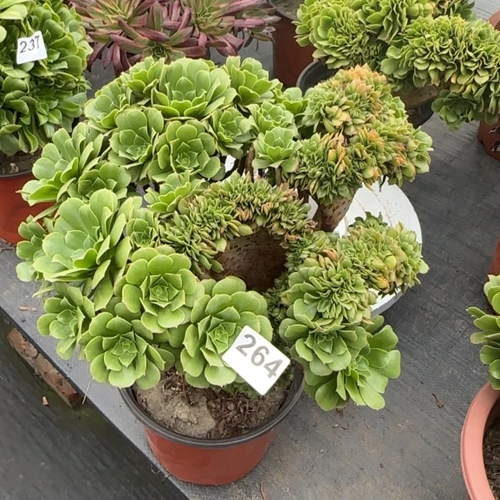 多肉植物绿羊绒缀264
