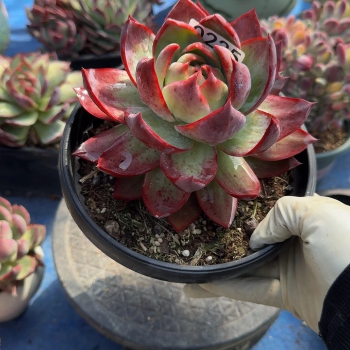 辛***辛惊鸿仙子 235.......