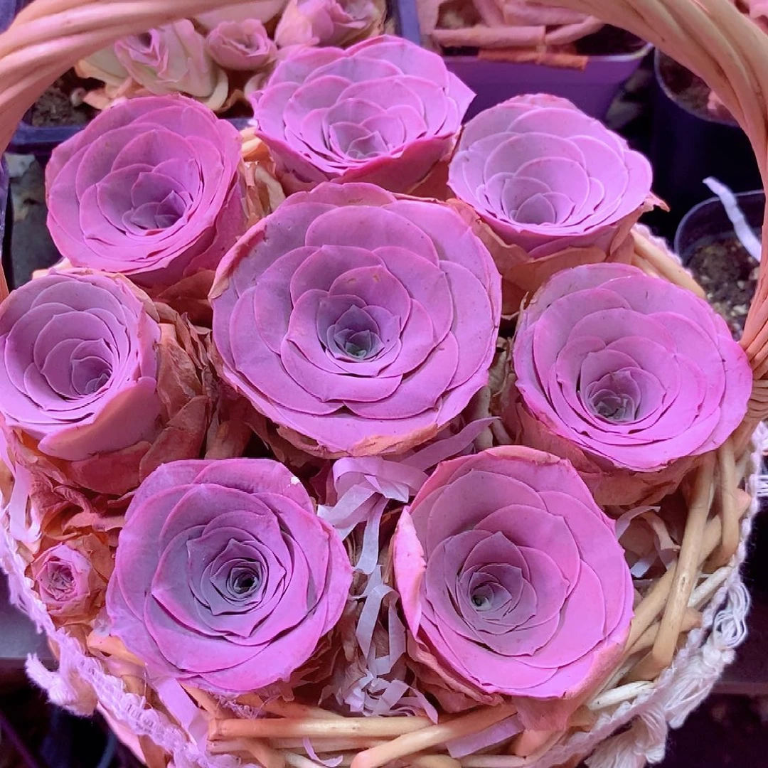 陌***笙绮梦晨光花篮一物一拍336