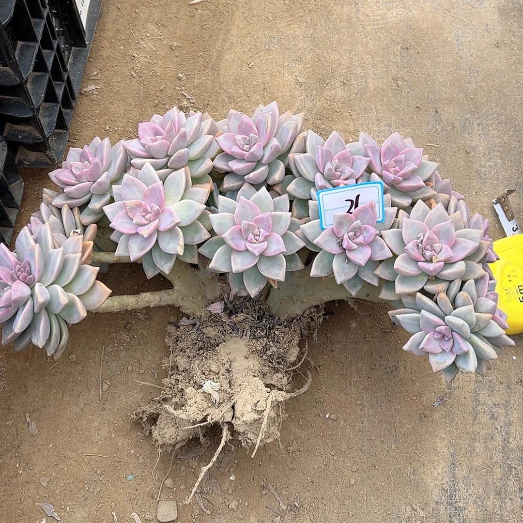 戈***乐36号淡雪缀化一物一拍