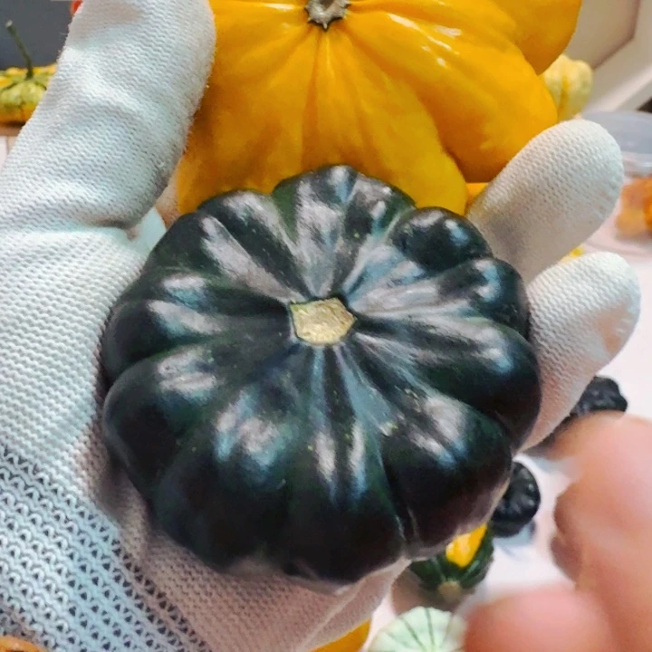 米*墨西哥七彩葫芦青皮