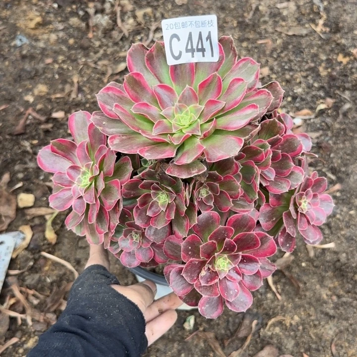 安娜……多肉植物……