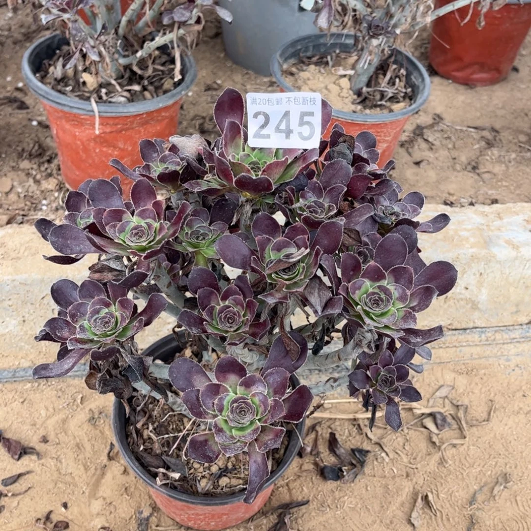 黑圆叶245不包断枝