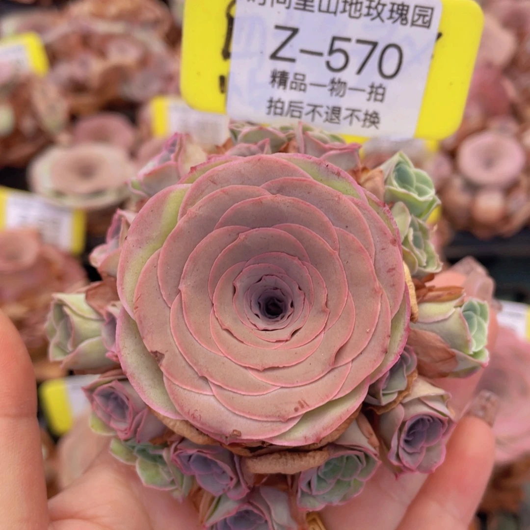 山地玫瑰Z570裸根发货断枝不包损不售后