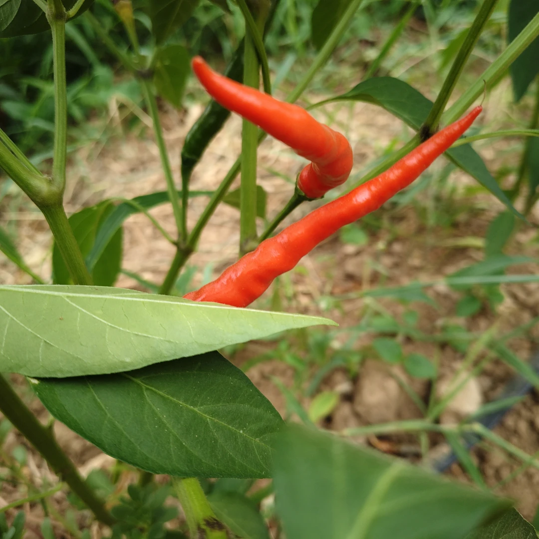 新鲜现摘农家自种艳红小米辣红辣椒炒菜剁椒原料