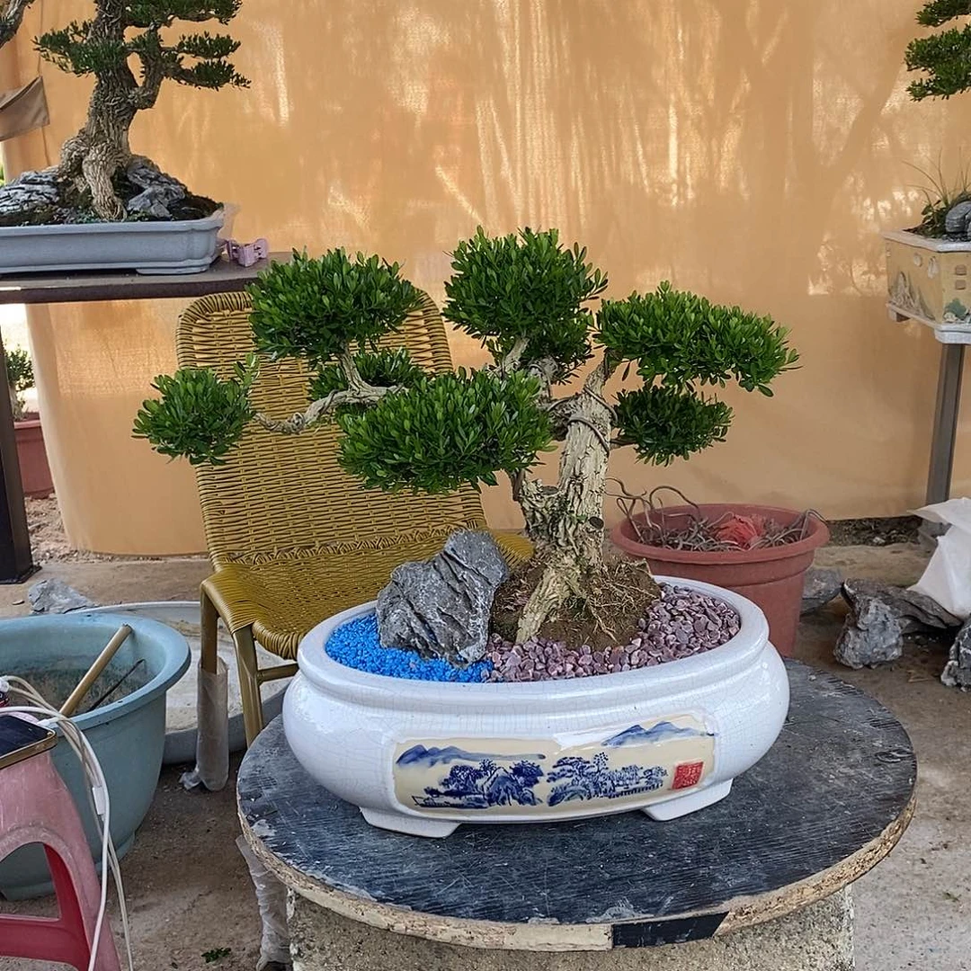 当前无花朵，栽培后可花朵