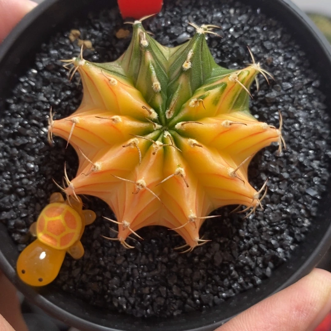 泰系肋骨锦—带盆土发货39