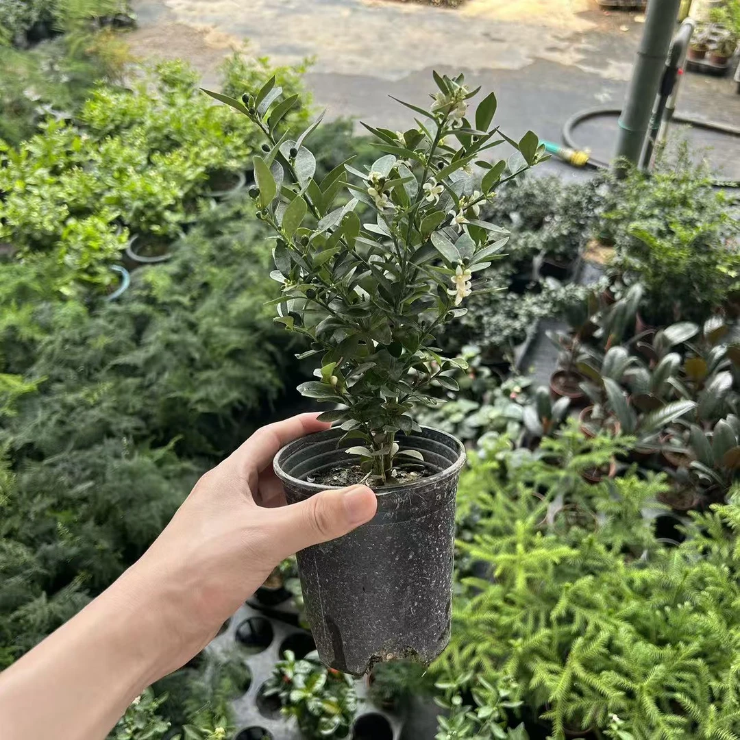 精品福豆豆 盆景 带花带果子 金玉满堂 寓意好 好养活