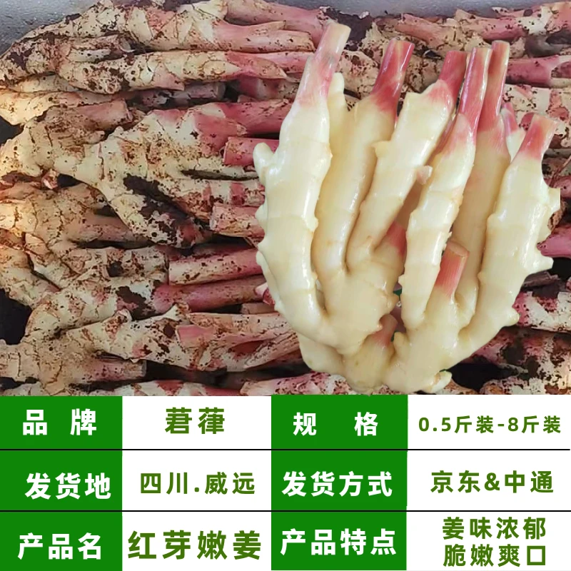 莙葎【红芽嫩姜 顺丰包邮 】四川现挖仔姜子姜新鲜嫩姜板姜0.5-8斤