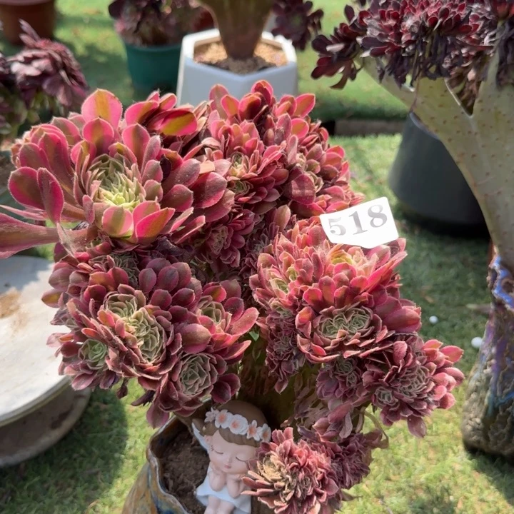 粉女巫法师锦缀化518