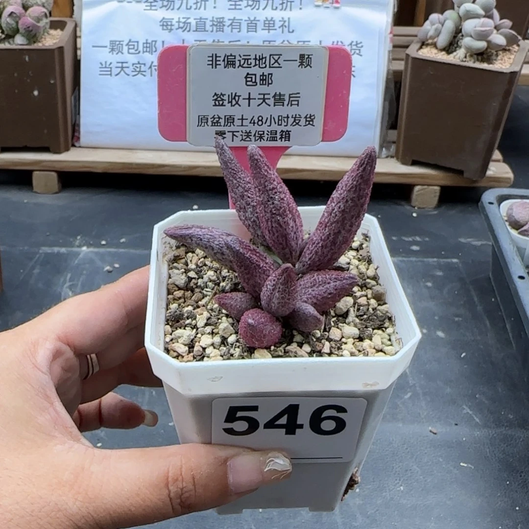 犟****球546猪尾巴多肉植物