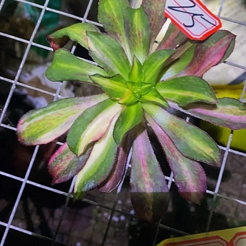 连*冰七彩法师裸根25链接