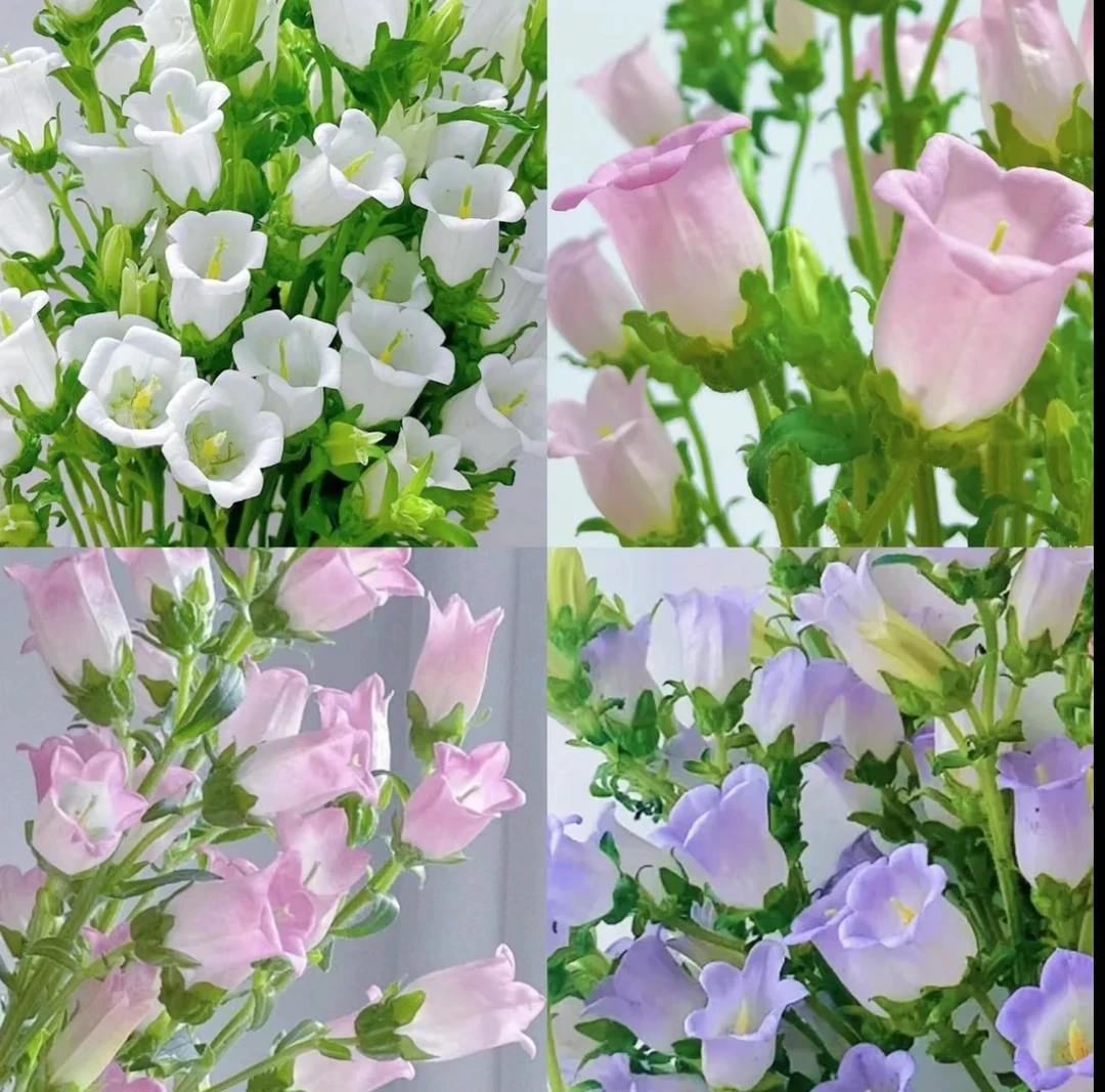 风铃花｜两单升级顺丰