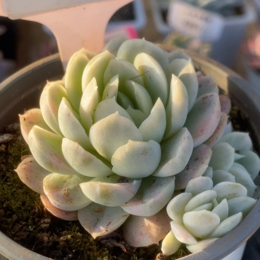 582贝瑞锦锦锦锦锦锦