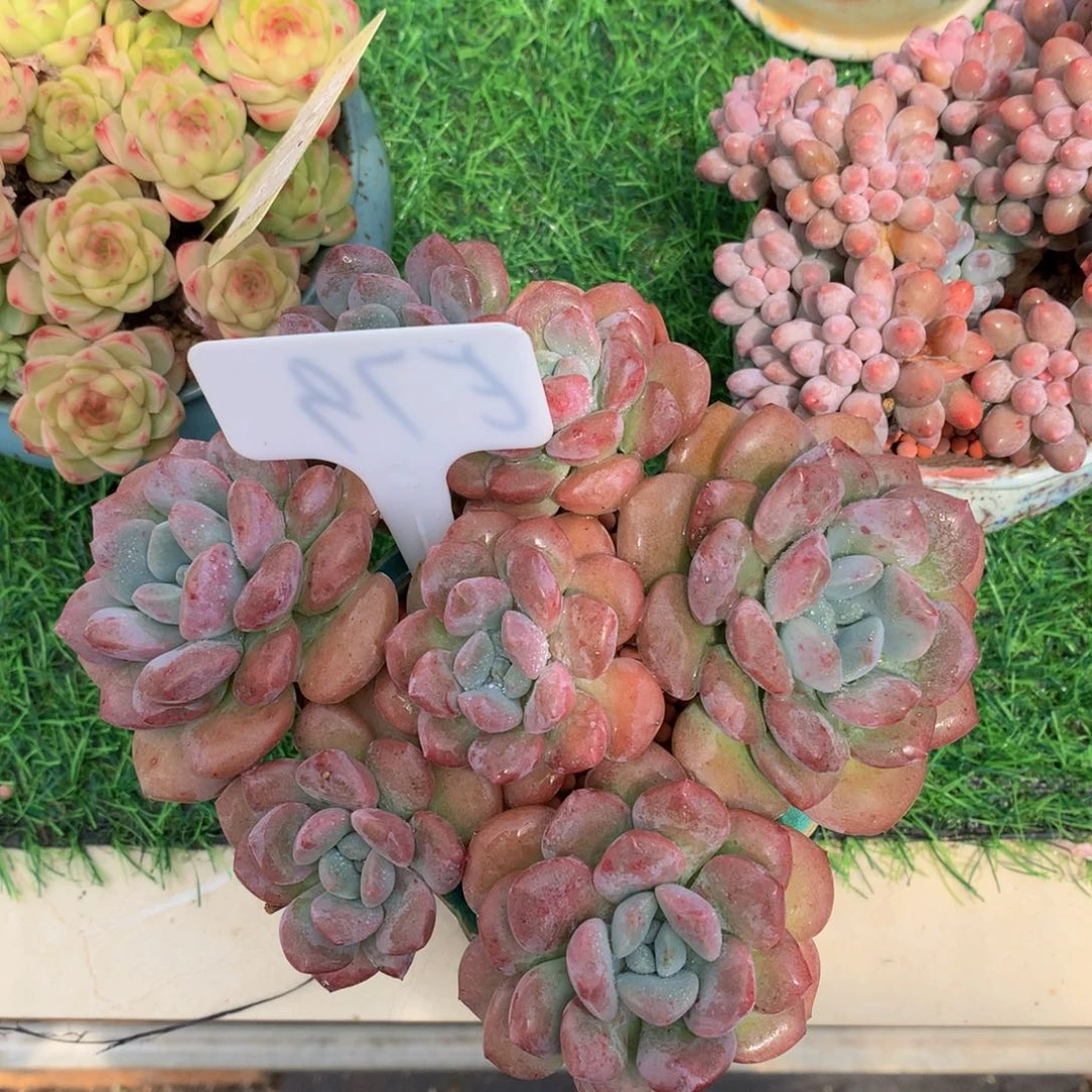 依***嫚多肉植物7727373737383