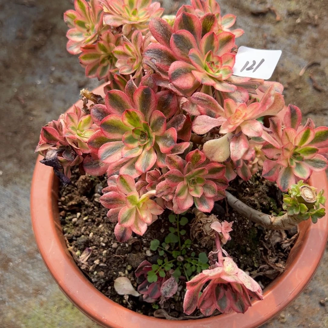 121初恋多肉嘻嘻嘻