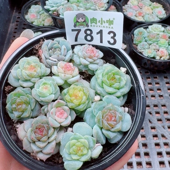 多肉植物多肉植物