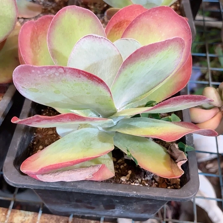 唐印肉老桩木植物