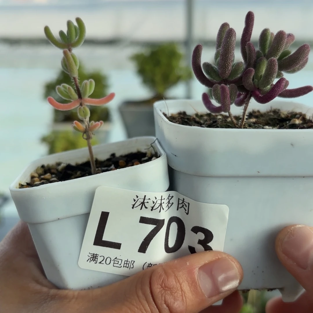 滴***哒703紫闪枝干番杏福利
