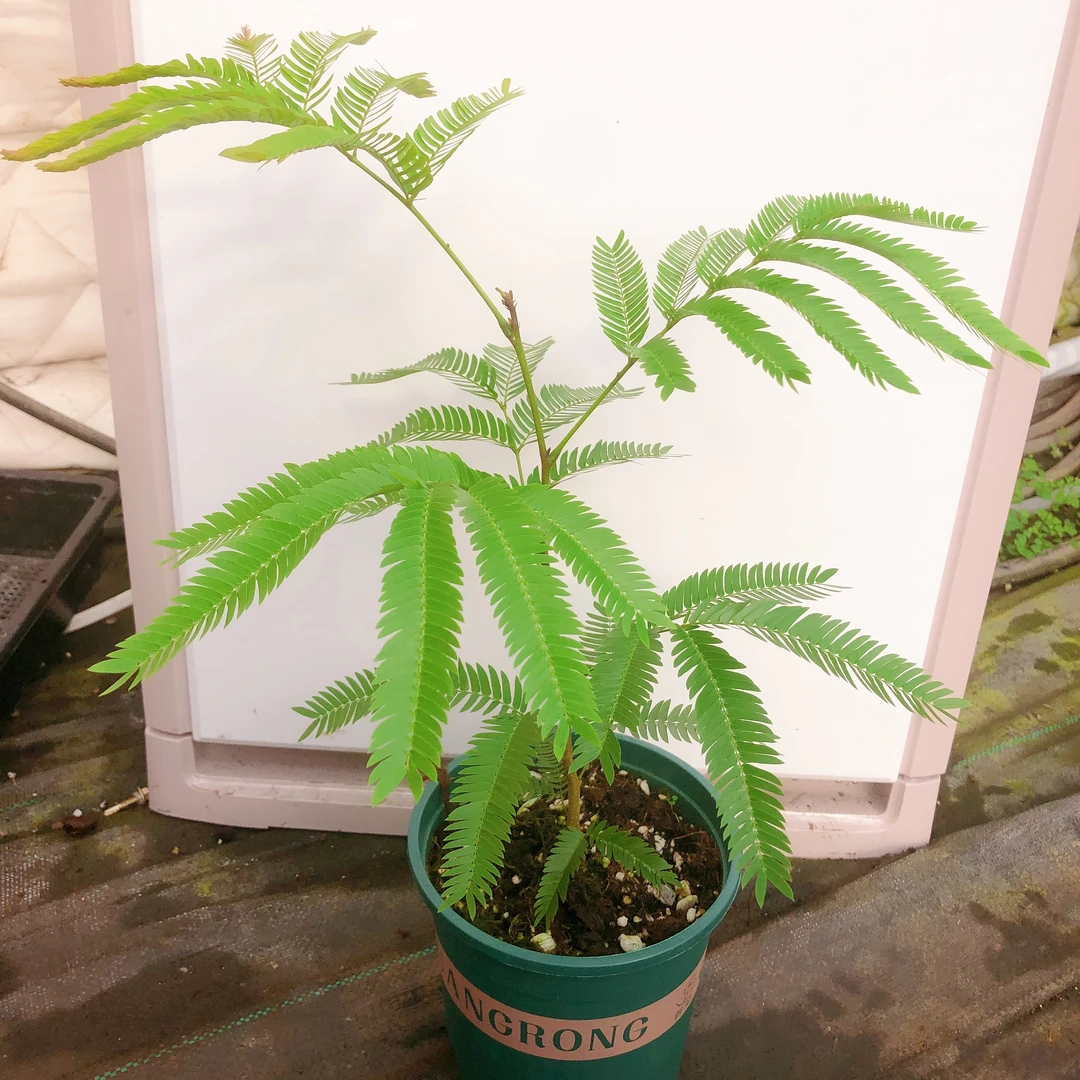 热带植物      密叶猴耳环一颗（籽播）    以直播间展示为准