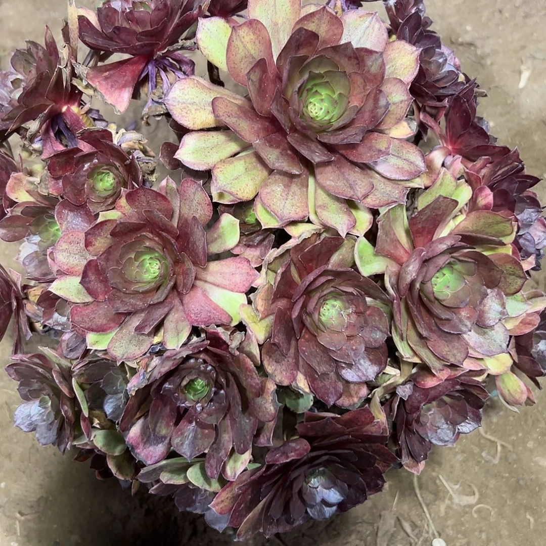 多肉植物万红锦法师21