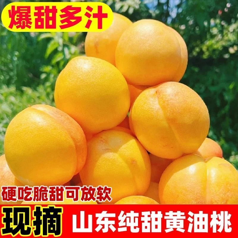 【蒙阴黄桃】沂蒙山黄油桃新鲜水果现摘现发脆甜桃子应季水果水蜜桃