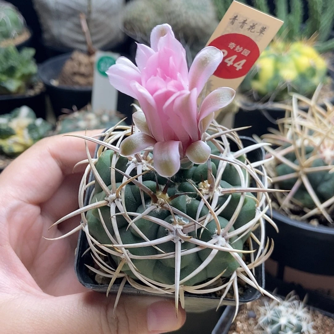 实生狂刺粉花碧岩玉一颗6.4cm