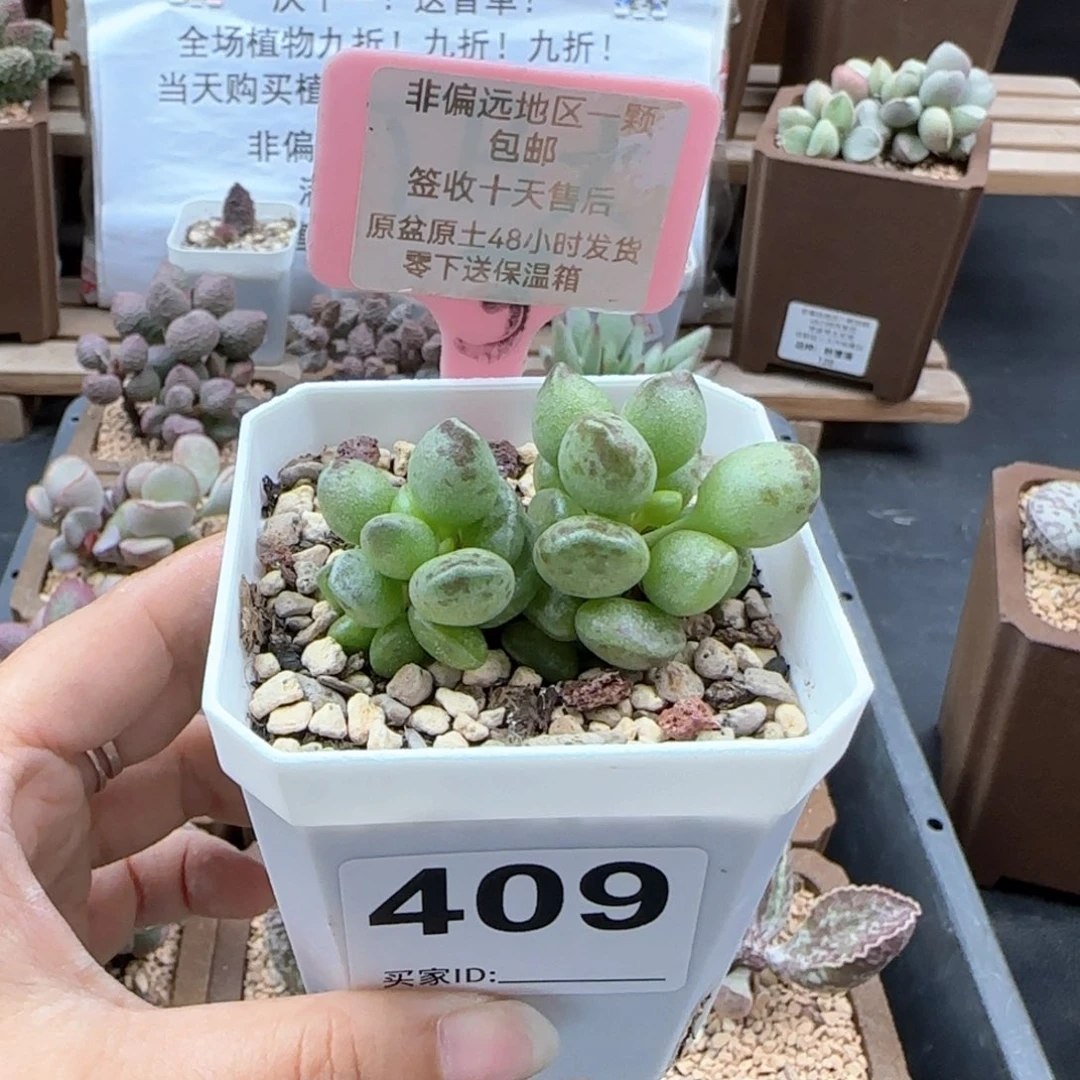 409鼓槌多肉植物