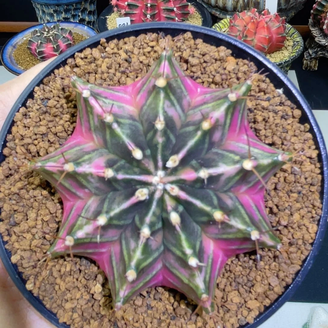 6.6公分 实生 玫瑰粉