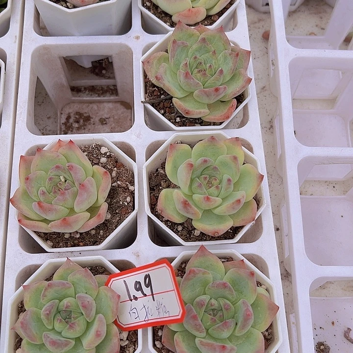 白蜡糖19包邮多肉植物