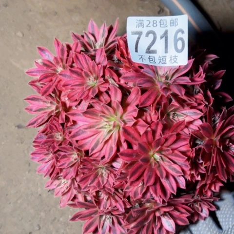 凤凰多肉植物法师7216
