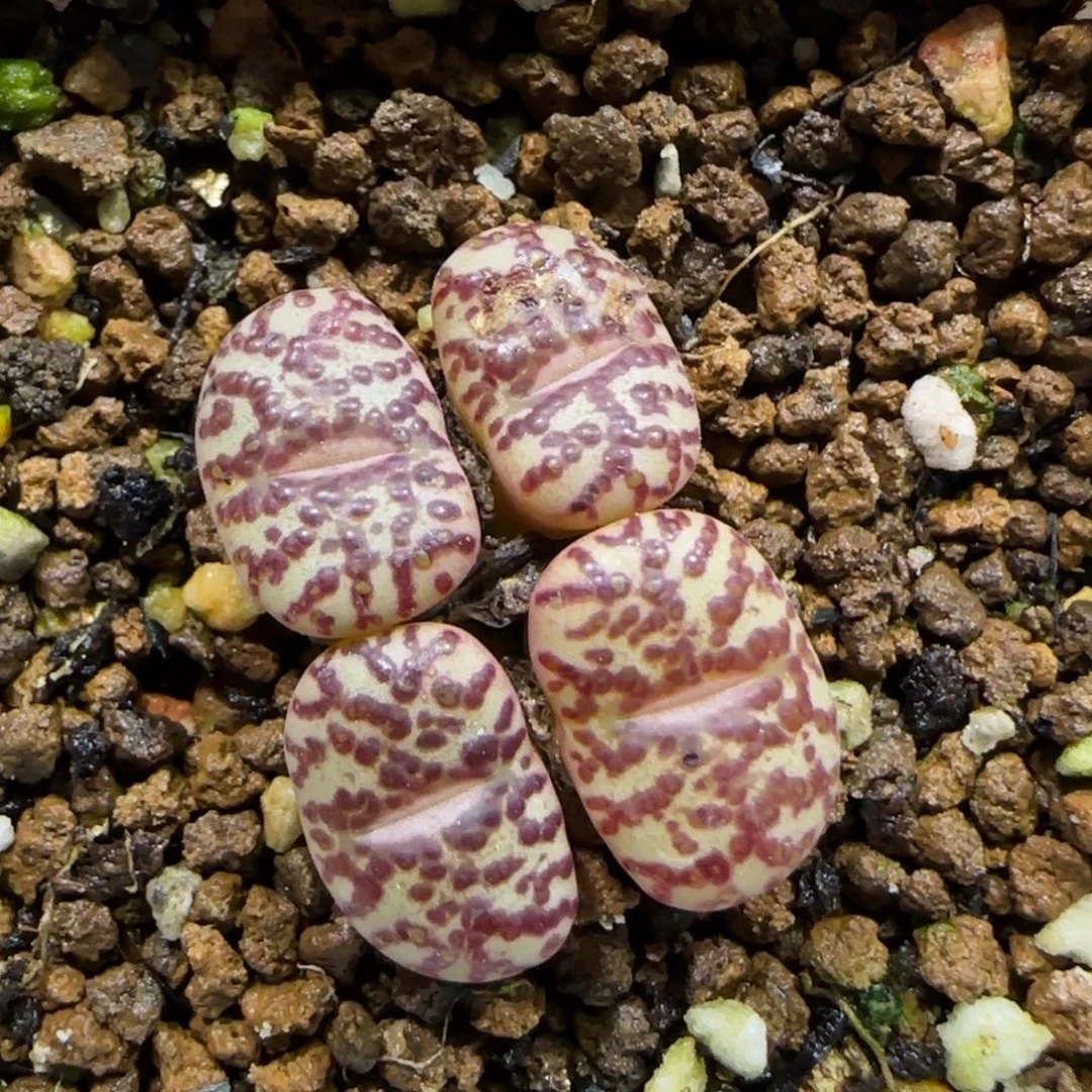 12.24。    wc安贞。      2043