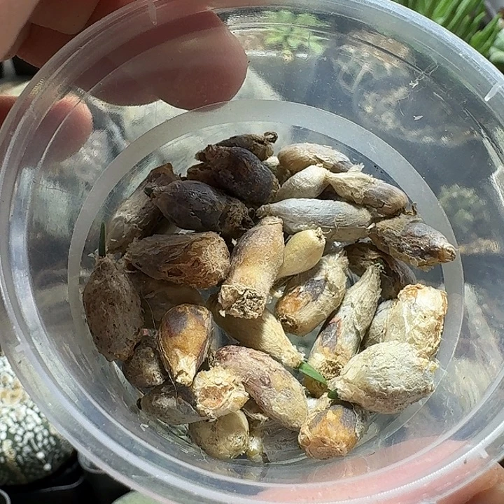 微***一486蓝花韭一盒脱土发货